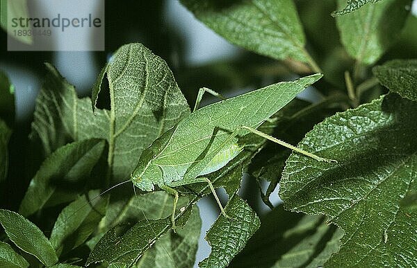 Grashüpfer  Tettigoniidae  Erwachsener stehend auf Blatt