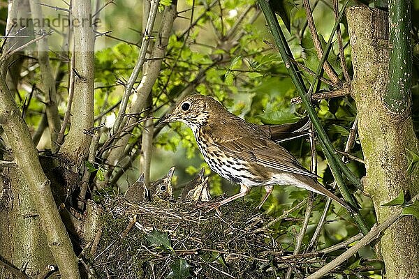 Singdrossel (turdus philomelos)  ERWACHSENE MIT KÜCKE IM NEST  NORMANDY IN Frankreich