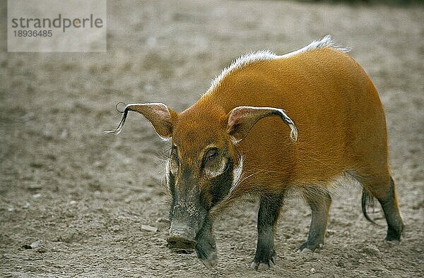 Rotes Flussschwein (potamochoerus porcus)  Erwachsener