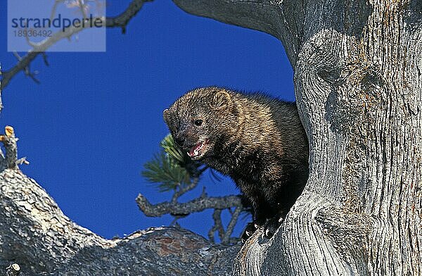 Fischer (martes pennanti)  Erwachsener im Baum  Kanada  Nordamerika