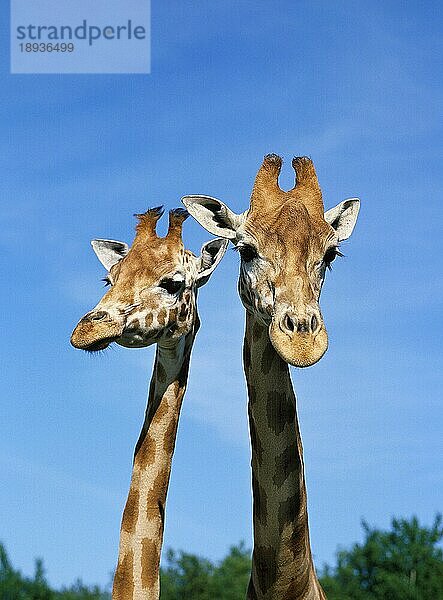 Rothschild-Giraffe (giraffa camelopardalis rothschildi)  Porträt eines Erwachsenen