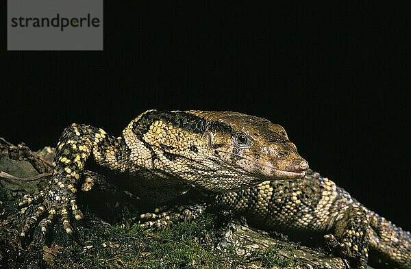 Dumeril's Monitor (varanus dumerilii)  Erwachsener vor schwarzem Hintergrund