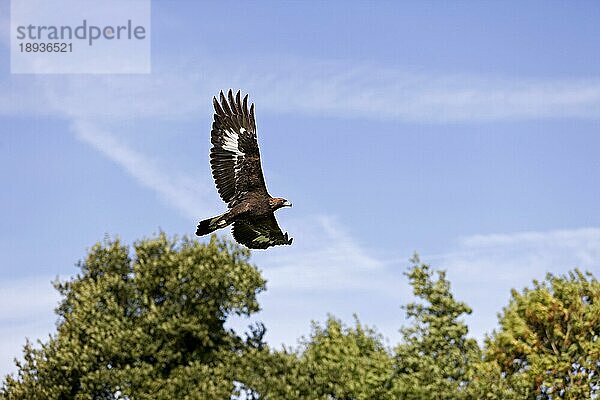 Steinadler (aquila chrysaetos)  ERWACHSENER IM FLUG