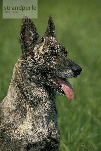 Holländischer Schäferhund  Portrait eines Erwachsenen mit herausgestreckter Zunge