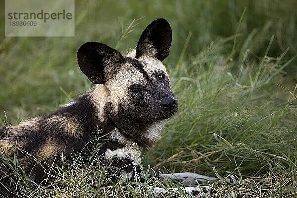 AFRIKANISCHER WILDHUND (lycaon pictus)  ERWACHSENER LEGT SICH AUF GRAS  NAMIBIA