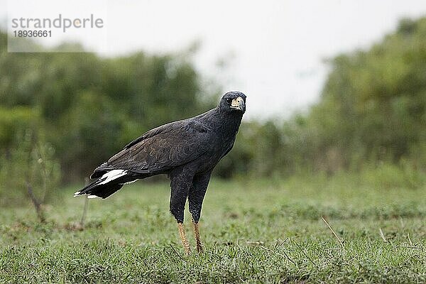 Schwarzbussard (buteogallus urubitinga)  ERWACHSENER AUF GRAS STEHEND  LOS LIANOS IN VENEZUELA