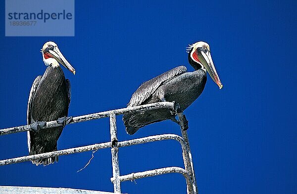 Brauner Pelikan (pelecanus occidentalis)  Erwachsener  Perou