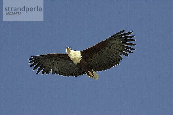 AFRIKANISCHER FISCHAISER (haliaeetus vocifer)  ERWACHSENER IM FLUG  BARINGO-SEE IN KENIA