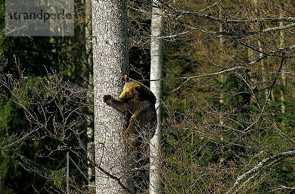 BRAUNBÄR (ursus arctos)  ERWACHSENER HÄNGEND AM BALKENSTAMM