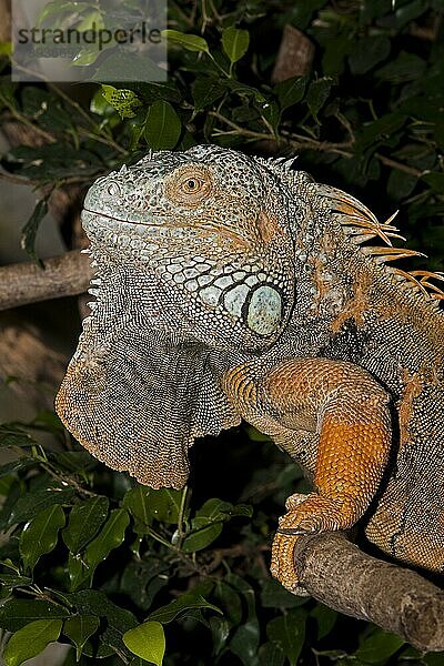 GRÜNER IGUANA Leguan iguana  ERWACHSENER AUF BRANCHE