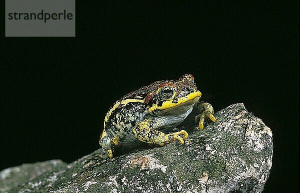 Kröte  bufo rubropunctatus  Erwachsener stehend auf Stein