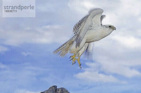 GYRFALKE (falco rusticolus)  ERWACHSENER IM FLUG  KANADA