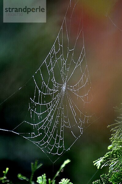 Spinnennetz mit Tautropfen