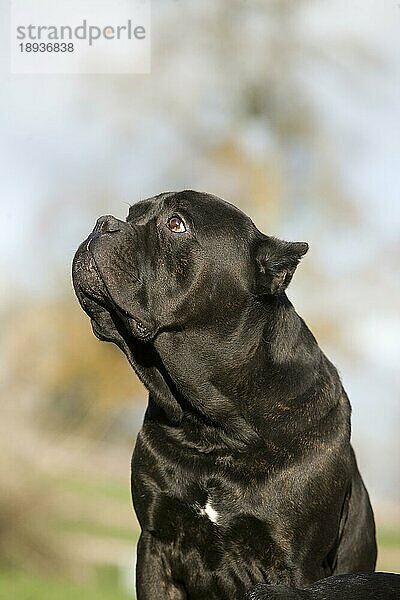 CANE CORSO  EINE HUNDERASSE AUS ITALIEN  PORTRAIT EINES ERWACHSENEN