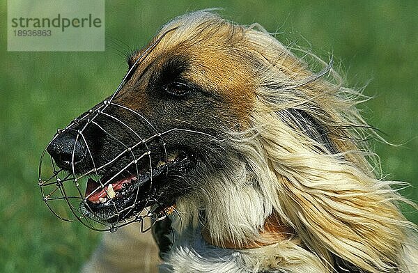 AFGHANISCHER HUND  PORTRAIT EINES ERWACHSENEN MIT MAULKORB