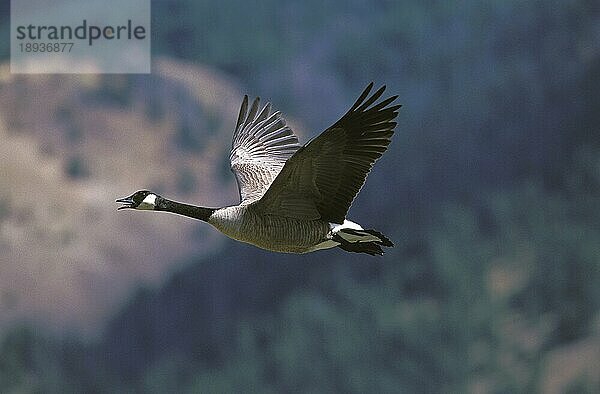 KANADA-GÄNSE (branta canadensis)  ERWACHSENE FLIEGEND  KANADA