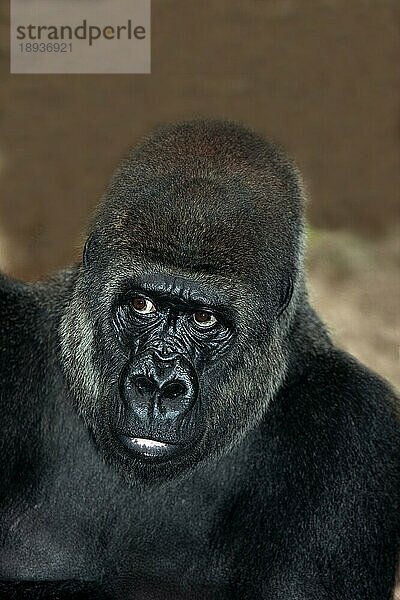 OSTWESTLICHER TIEFLANDGORILLA (GORILLA gorilla gorilla) graueri  PORTRAIT EINES ERWACHSENEN