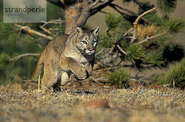 Puma (puma concolor)  ERWACHSENE LÄUFER  MONTANA