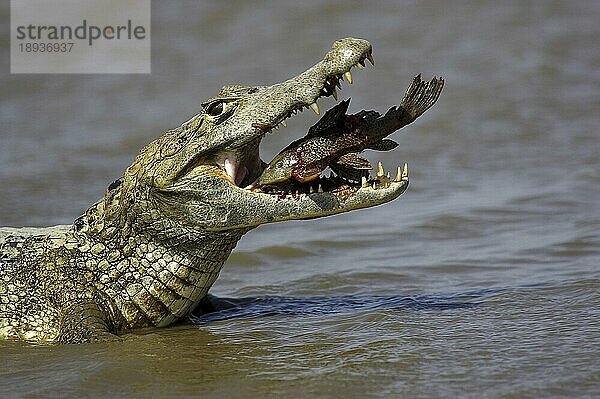 SPECTACLED CAIMAN (caiman crocodilus)  ERWACHSENER FISCHFANG  LOS LIANOS IN VENEZUELA