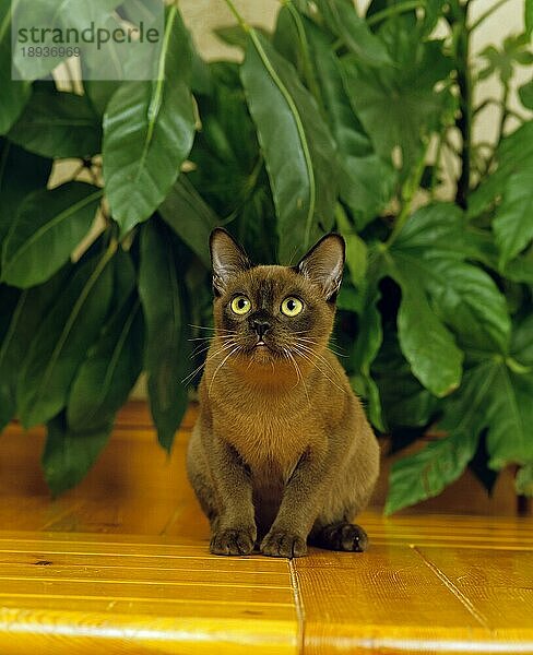 Chocolate Burmese Hauskatze  Erwachsene sitzt in der Nähe von Grünpflanzen