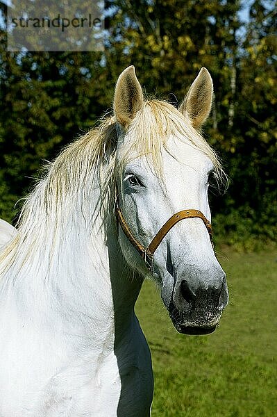 PERCHERON-PFERD  PORTRÄT EINES ERWACHSENEN MIT HALFTER