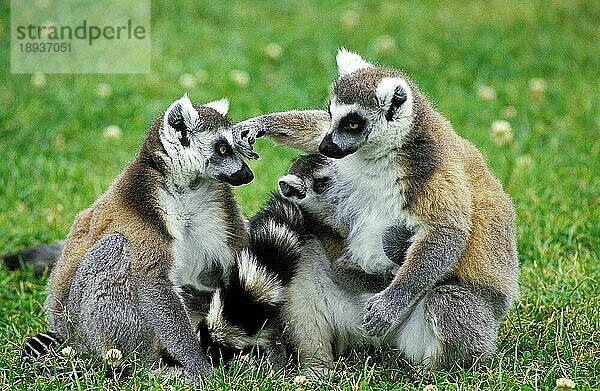 Ringelschwanzlemur (lemur catta)  Erwachsene sitzend