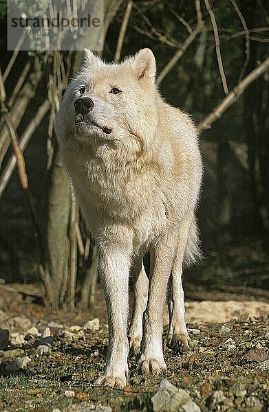 Alaska-Tundrawolf (canis lupus tundrarum)  erwachsen