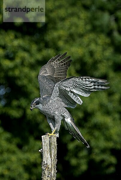 GOSHAWK (accipiter gentilis)  ERWACHSENER IM FLUG  LANDUNG AUF POST  NORMANDY IN Frankreich