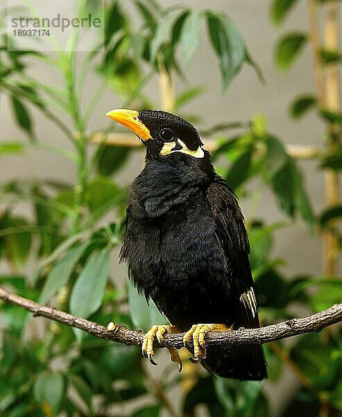 Beo (gracula religiosa)  ERWACHSENER AUF BRANCHEN