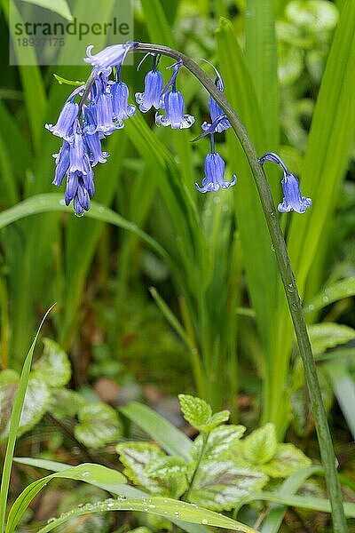 Ein einzelner blühender Bluebell-Stamm im Frühling an einem schattigen Platz in Cornwall
