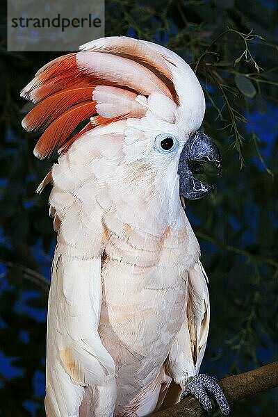 Lachsschopfkakadu oder Molukkenkakadu (cacatua moluccensis)  erwachsener Schreihals