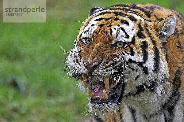 Sibirischer Tiger (panthera tigris altaica)  Portrait eines erwachsenen Knurrers