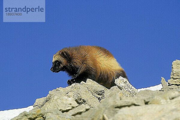 NORDAMERIKANISCHER WOLVEREIN (gulo gulo) luscus  ERWACHSENER AUF FELSEN STEHend  KANADA