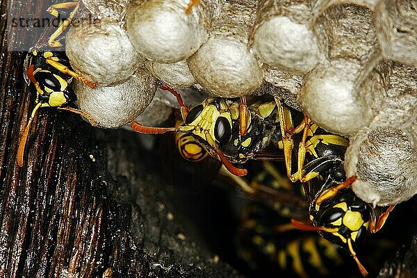 Gemeine Wespe (vespula vulgaris)  Erwachsener auf Nest  Normandie
