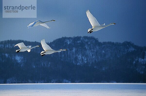 Singschwan (cygnus cygnus)  erwachsene Tiere im Flug  Insel Hokkaido in Japan