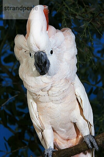 Lachsschopfkakadu oder Molukkenkakadu (cacatua moluccensis)  Erwachsen