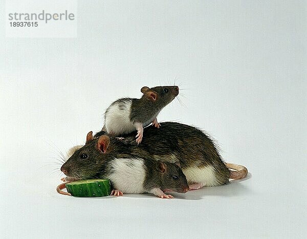 Domestic Rats  female with youngs  Farbratten  Weibchen mit Jungtieren  innen  Studio