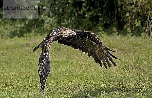 Östlicher Kaiseradler (aquila heliaca)  ERWACHSENE IM FLUG