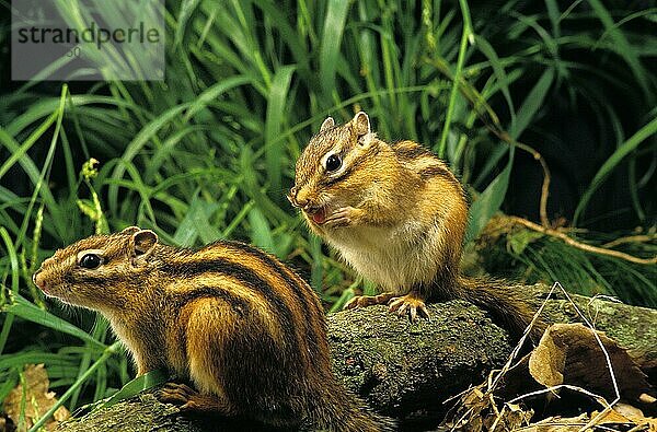 Corean Eichhörnchen  eutamia sibericus  Erwachsene