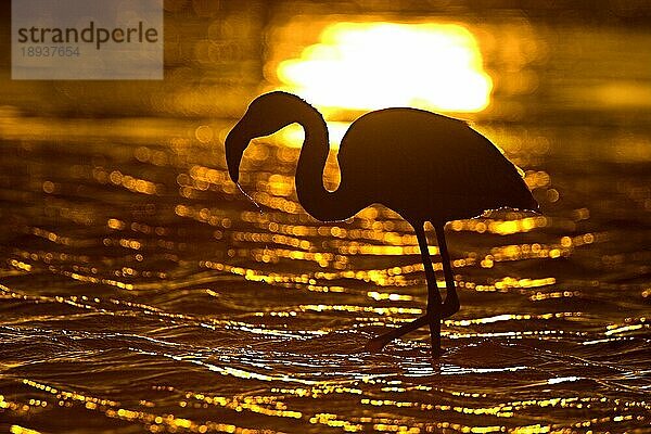 Rosaflamingo (Phoenicopterus ruber roseus) bei Sonnenuntergang  Walvis-Bay  Namibia  Afrika