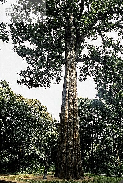 Fünf Jahrhunderte alter  natürlich gewachsener Baum  einer der größten lebenden Bäume der Welt mit einer Höhe von 39  98 m und einem Umfang von 7  15 m im Parambikkulam Reservat  Kerala  Indien  Asien. kannimara teak (Tectona grandis)  Asien