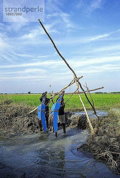 Bewässerung nach traditioneller Methode mit Holzeimern bei Ramanathapuram  Tamil Nadu  Südindien  Indien  Asien