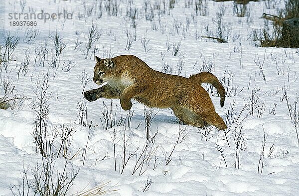 Puma (puma concolor)  ERWACHSENER LÄUFT DURCH DEN SCHNEE  MONTANA