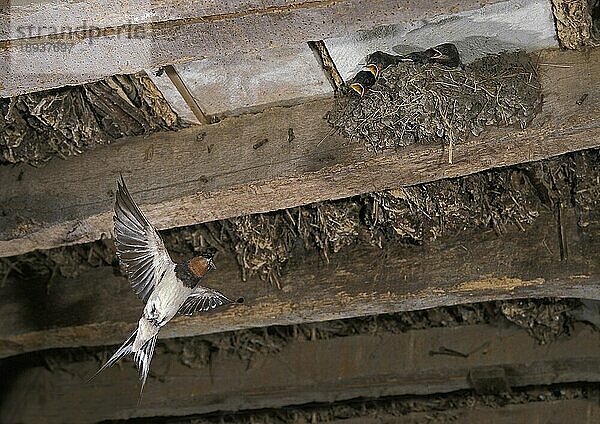 SCHWEINSCHWALBE (hirundo rustica)  ERWACHSENER  der den Küken im Nest Nahrung bringt