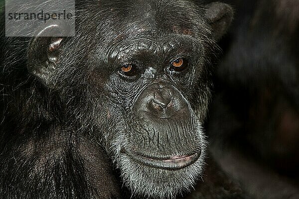 CHIMPANZEE (pan troglodytes)  KOPF EINES ERWACHSENEN