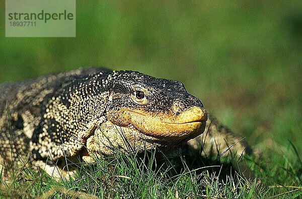 Wassermonitor-Eidechse (varanus salvator)  Erwachsener auf Gras