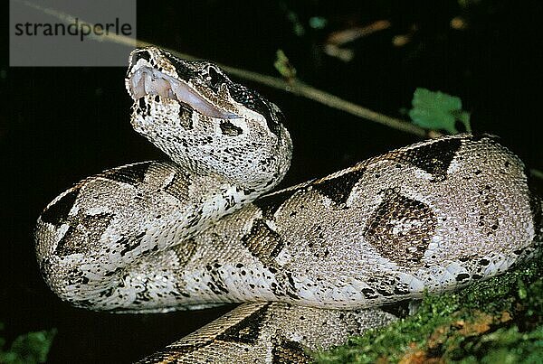 Boa Constrictor  Erwachsener mit offenem Maul  Verteidigungshaltung