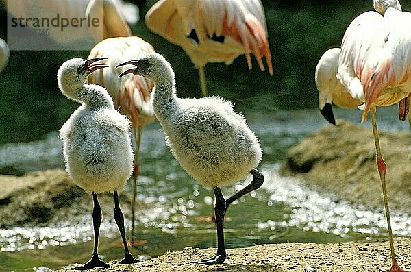 Chilenischer Flamingo (phoenicopterus chilensis)  Gruppe mit Erwachsenen und Küken