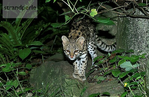 Tigerkatze oder Nördliche Tigerkatze (leopardus tigrinus)  erwachsen