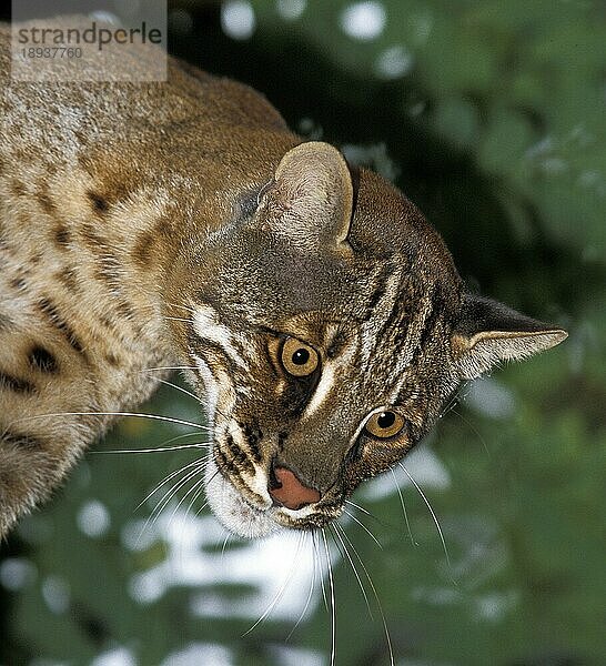 ASIAN GOLDEN CAT OR TEMMINK'S CAT catopuma temmincki  PORTRAIT EINES ERWACHSENEN